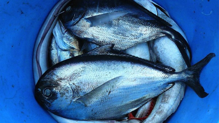 Omega 3s, Prostate Cancer, and Atrial Fibrillation