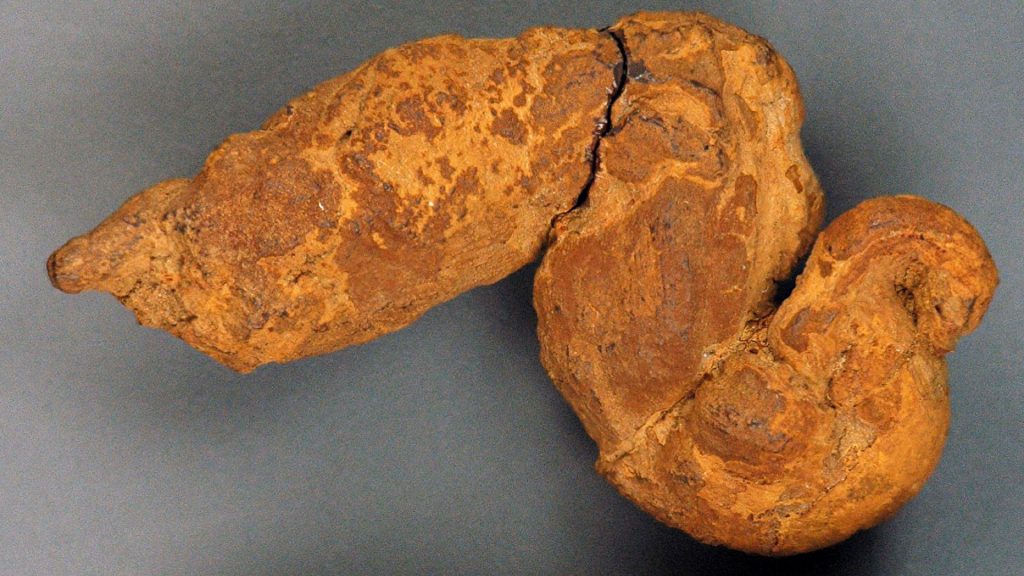 Paleopoo What We Can Learn from Fossilized Feces